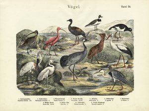 Fugle, ca. 1860 af German School