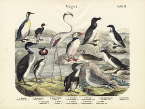 Fugle, ca. 1860 af German School