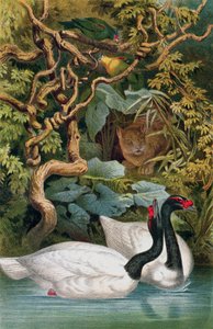 Black-necked Swan, tallerken fra Brehms Tierleben: Allgemeine Kunde des Tierreichs, vol.6, s.598, udgivet af Bibliographisches Institut, 1892 af German School