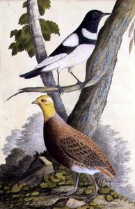 Sortstrubet Drossel (Turdus ruficollis) og Agerhøne (Perdix perdix), ca. 1740 (akvarel på papir) af German School