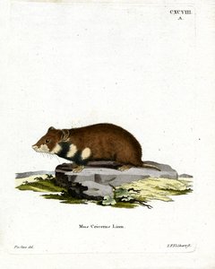 Sortbuget hamster (farvet indgravering) af German School