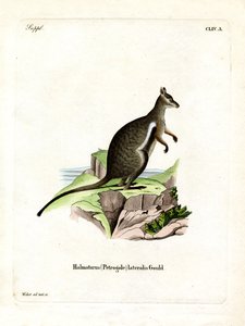Black-footed Rock-wallaby (farvet gravering) af German School