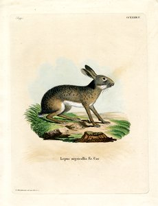 Sortnavet hare (farvet indgravering) af German School