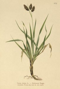 Sort alpesedge (Carex atrata) af German School