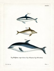 Sort delfin (farvet gravering) af German School
