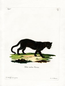 Sort leopard (farvet gravering) af German School