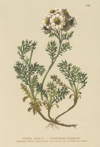Sort røllike (Achillea atrata) af German School