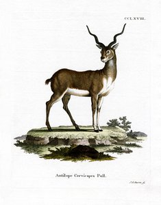 Blackbuck (farvet gravering) af German School