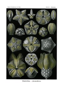 Blastoidea, 1899-1904 af German School