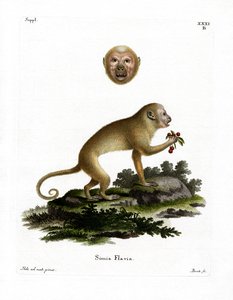 Blond Capuchin (farvet gravering) af German School