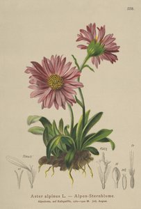 Blå Alpine Daisy (Aster alpinus) af German School