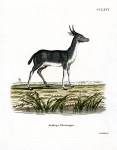 Bohor Reedbuck (farvet gravering) af German School