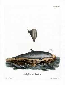 Delfin med flaskenæse (farvet indgravering) af German School