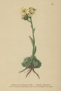 Brauns Høne og kyllinger (Sempervivum Braunii) af German School