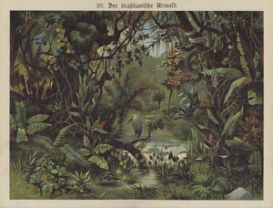 Brasiliansk regnskov (farve litho) af German School