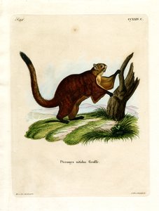 Brilliant Flying Squirrel (farvet gravering) af German School