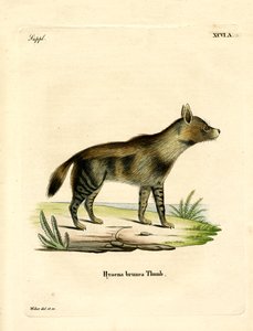 Brun hyæne (farvet gravering) af German School