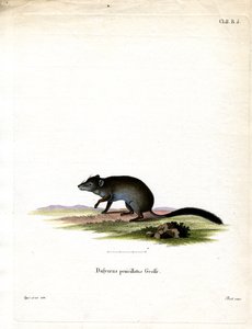 Brush-tailed Phascogale (farvet gravering) af German School