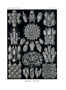 Bryozoa, 1899-1904 af German School