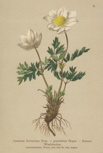 Bursers Anemone (Anemone Burseriana, Anemone grandiflora) af German School