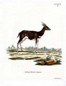 Bushbuck (farvet gravering) af German School