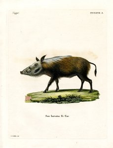 Bushpig (farvet gravering) af German School