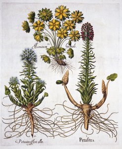 Butterburs and Winter Aconite, fra Hortus Eystettensis, af Basil Besler (1561-1629), pub. 1613 (håndkoloreret gravering) af German School