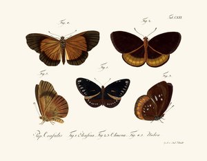 Sommerfugle af German School