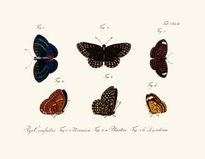 Sommerfugle af German School