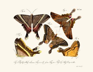 Sommerfugle af German School