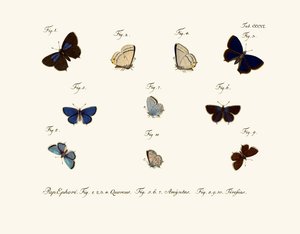 Sommerfugle af German School