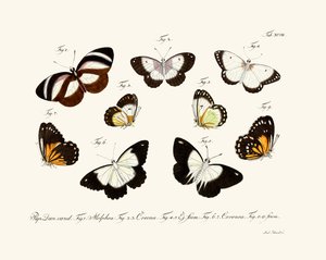 Sommerfugle af German School