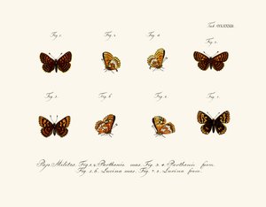 Sommerfugle af German School