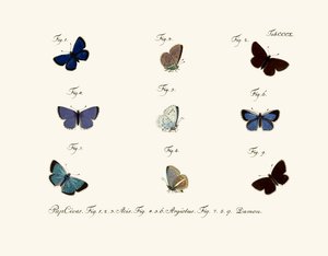 Sommerfugle af German School