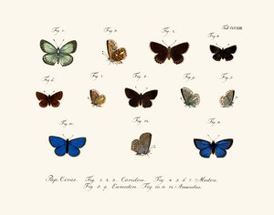 Sommerfugle af German School