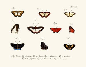 Sommerfugle af German School