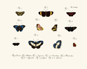 Sommerfugle af German School