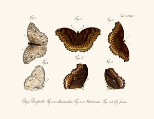 Sommerfugle af German School