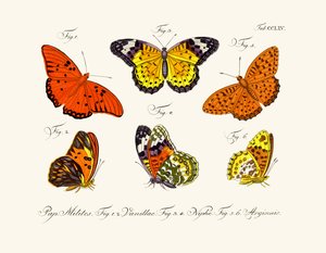 Sommerfugle af German School