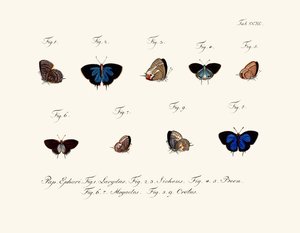 Sommerfugle af German School