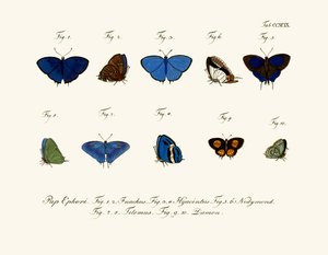 Sommerfugle af German School