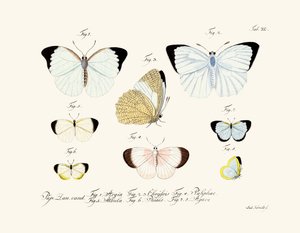 Sommerfugle af German School