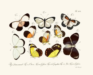 Sommerfugle af German School