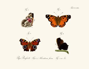 Schmetterlinge von German School