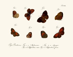 Sommerfugle af German School