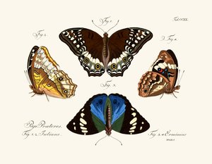 Sommerfugle af German School