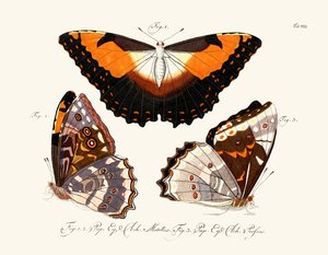 Sommerfugle af German School