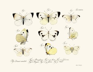 Sommerfugle, 1783-1806 af German School