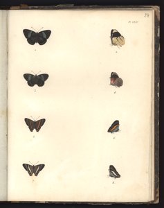 Butterflies, Pl. XXIV, illustration fra kompendium over observation af zoologi og sammenlignende anatomi, lavet i Atlanterhavet, i det indre af det nye kontinent og i Sydhavet i løbet af en af German School