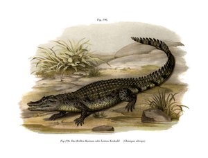 Caiman (farve litho) af German School